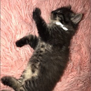 Meet your Posher, Cheyenne